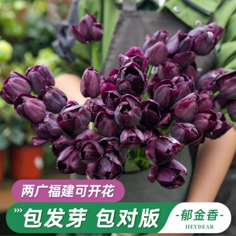 【包开花包对版】郁金香种球夜皇后郁金香球根水土培盆栽秋冬花卉,鲜花速递/花卉仿真/绿植园艺,种球/裸根,淘宝优惠券,粉丝福利购,淘宝优惠卷