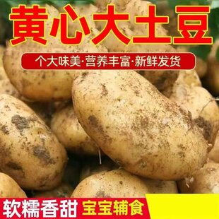 2026年贵州毕节高山黄心新土豆黄皮软糯香甜马铃薯农家自种洋芋