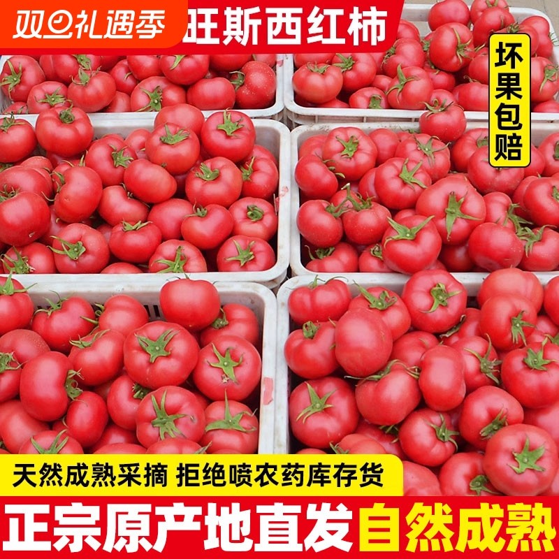 正宗自然熟沙瓤西红柿5斤新鲜生吃水果山东露天大番茄9普罗旺斯