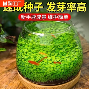 鱼缸水草种子造景套餐植物种生态籽孑水培阴性真草盆栽装饰淡水