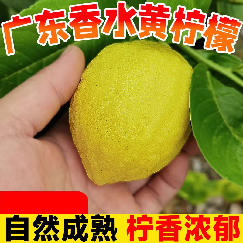 香水黄柠檬新鲜皮薄5斤当季水果奶茶店专用包邮非安岳黄柠无籽