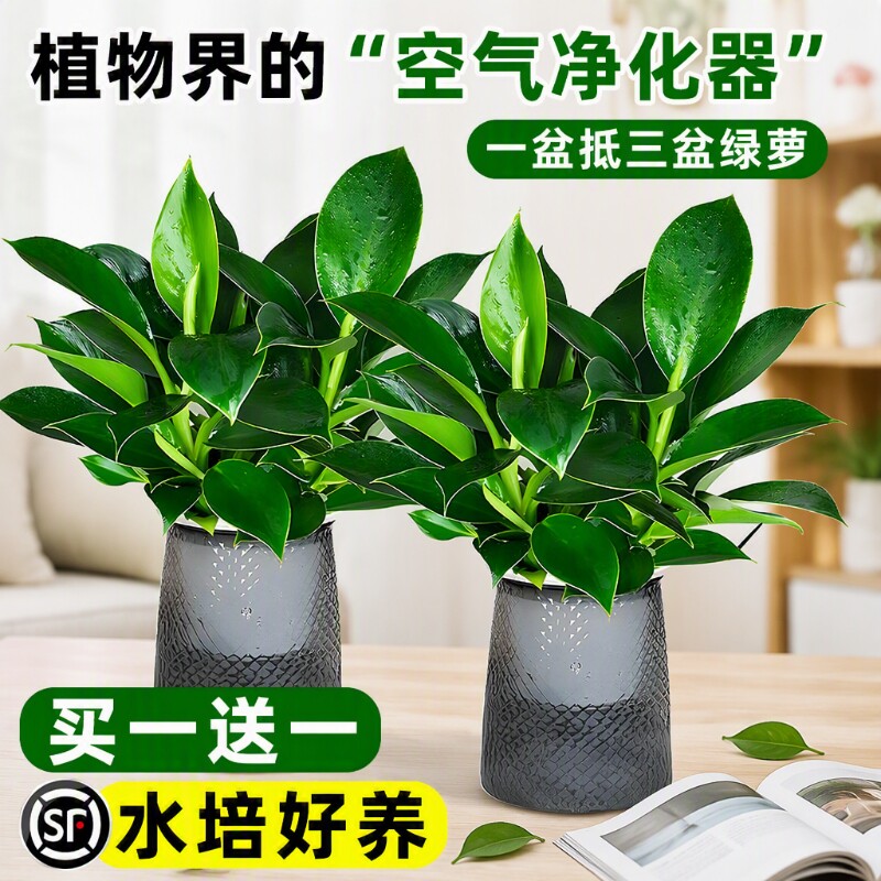 大叶金钻绿公主盆栽带花苞桌摆水培植物室内好养客厅旺宅绿植四季图片