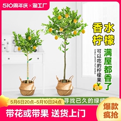 香水柠檬树盆栽绿植大型室内客厅阳台四季开花植物好养水培庭院