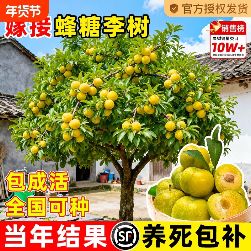 蜂糖李子树苗新品种果树果苗盆栽四川嫁接种植黄金庭院老桩结果,鲜花速递/花卉仿真/绿植园艺,果树,淘宝优惠券,粉丝福利购,淘宝优惠卷