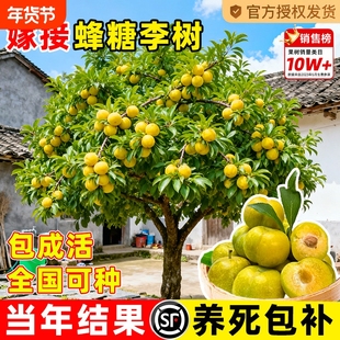 蜂糖李子树苗新品种果树果苗盆栽四川嫁接种植黄金庭院老桩结果