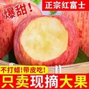 应当季 正宗陕西洛川红富士苹果冰糖心新鲜水果大果一整箱脆甜多汁