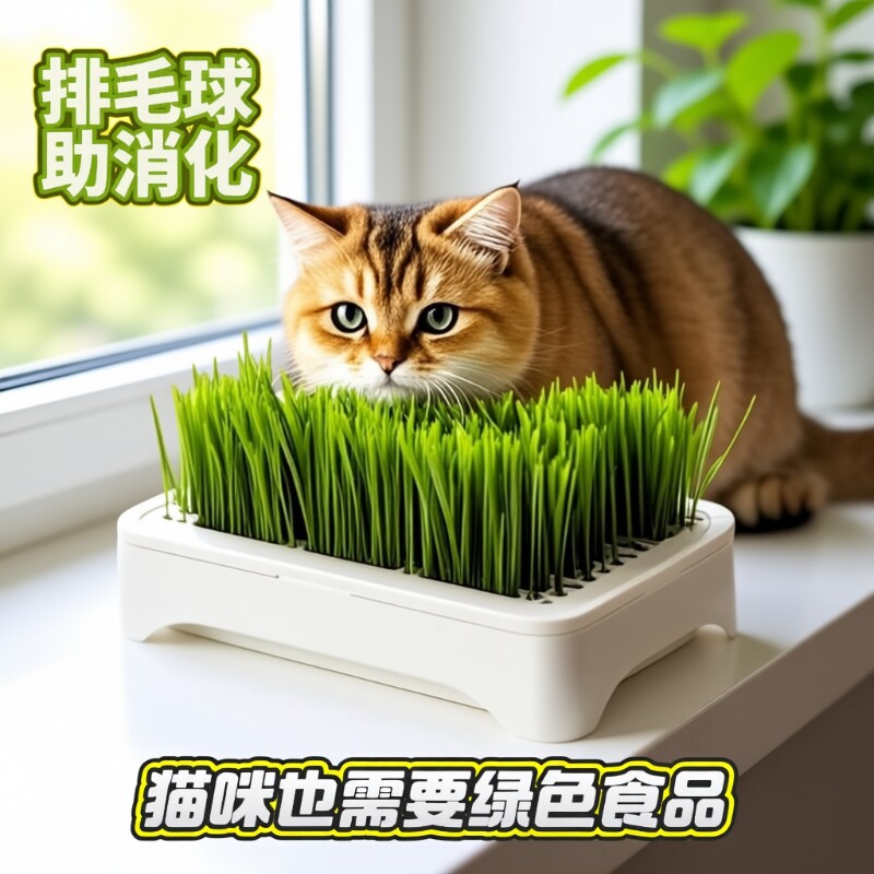 水培小麦种子育苗即食猫草猫咪排毛自种无土天然健康植物土培