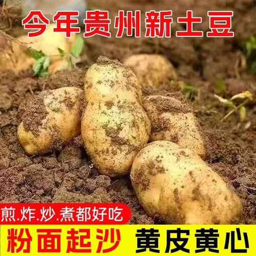 黄心土豆高山产地新鲜