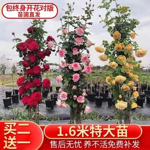 买2送1爬藤月季 开玫瑰庭院藤本植物阳台小苗 蔷薇花苗盆栽花卉四季
