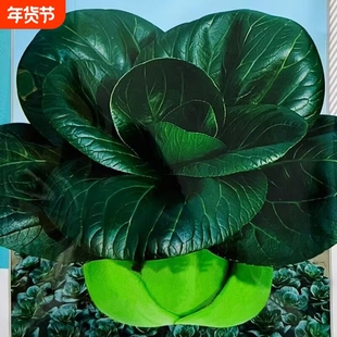 黑大头苏州青上海青菜白菜种子黑叶油菜籽阳台盆栽播蔬菜种子
