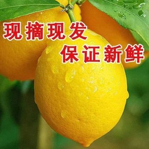 四川安岳尤克力新鲜黄柠檬1斤装-皮薄肉厚酸爽多汁