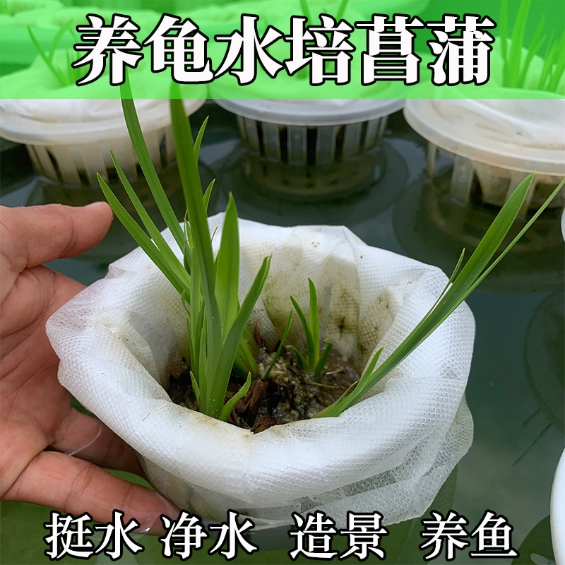 水培菖蒲臭菖蒲鱼池龟缸造景水草好养易活盆栽养龟绿植四季常青