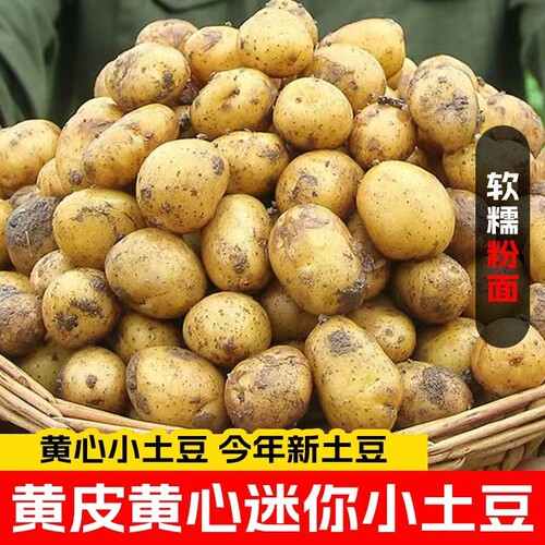 恩施小土豆新鲜现挖土豆