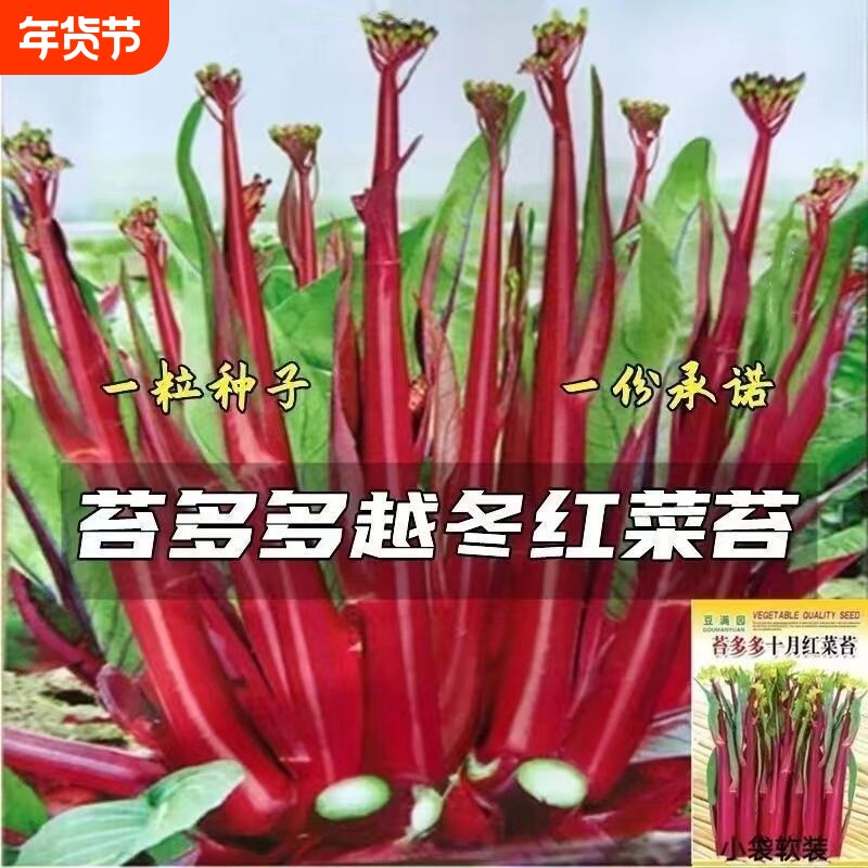 十月红菜苔种子 改良高产 过冬蔬菜 春季秋季种植 阳台抗病寒种籽