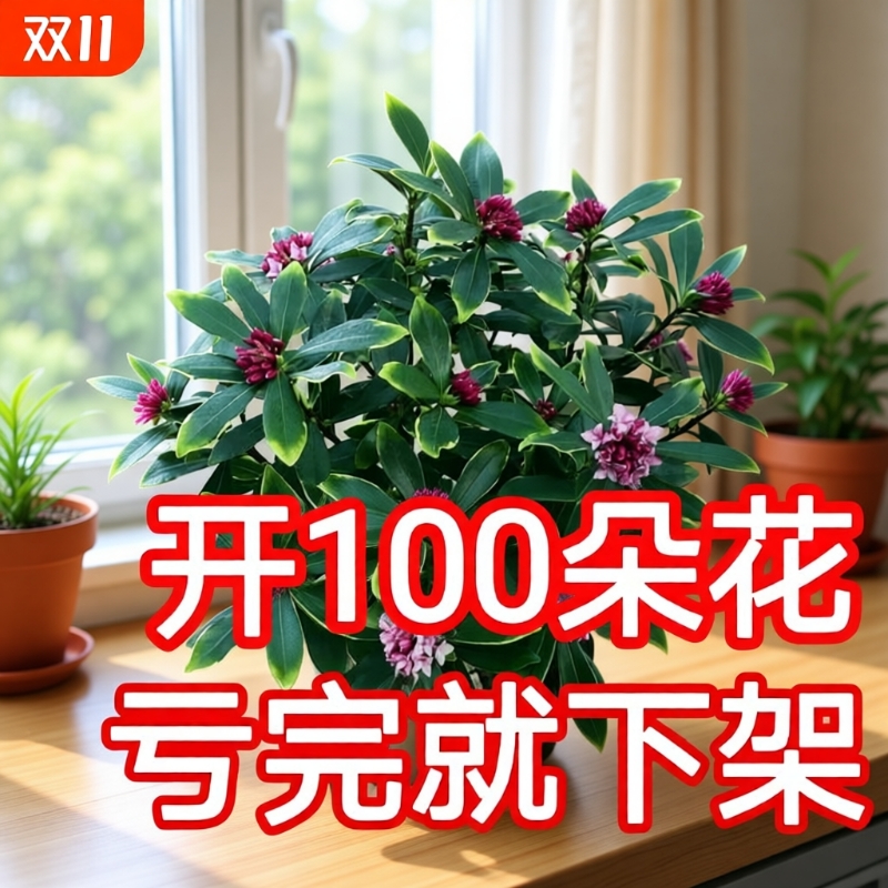 热销金边瑞香大苗盆栽浓香耐寒花卉室内外观花植物开花大小苗