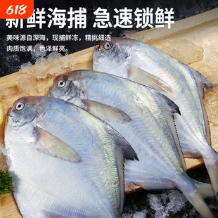 渔乐喵银鲳鱼鲳鱼新鲜海捕银鲳鱼大鲳鱼新鲜冷冻海产海鲜批发生鲜