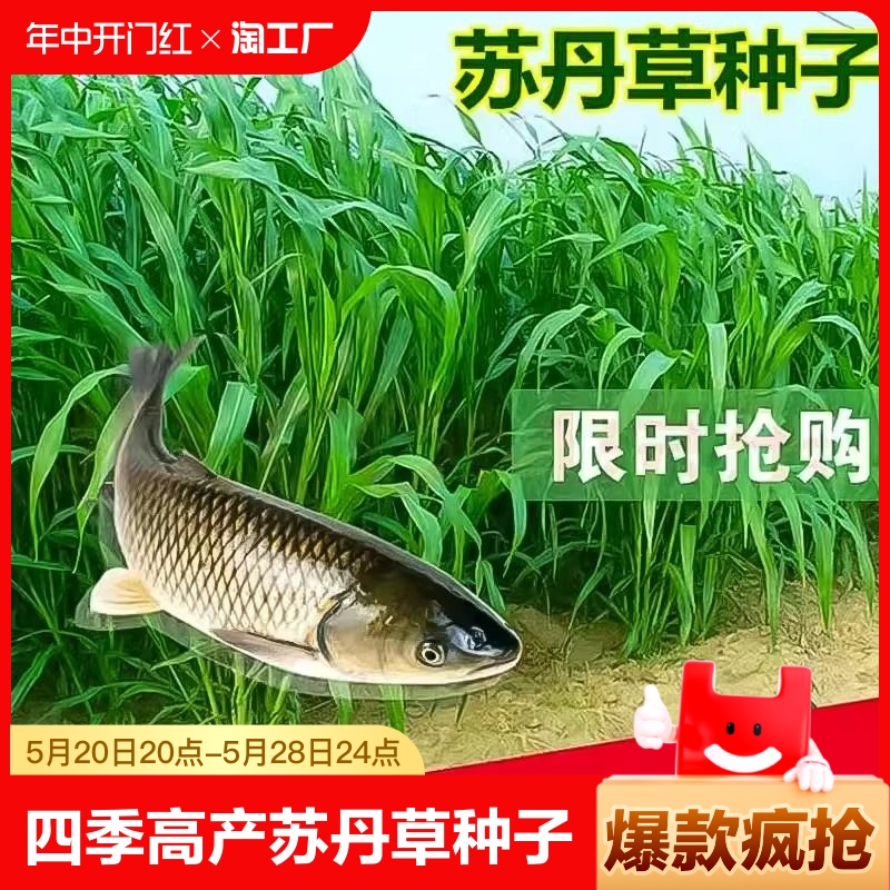 四季高产牧草苏丹草种子