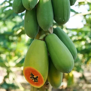 云南红心木瓜新鲜木瓜水果当季树上自然熟冰糖心青皮木瓜