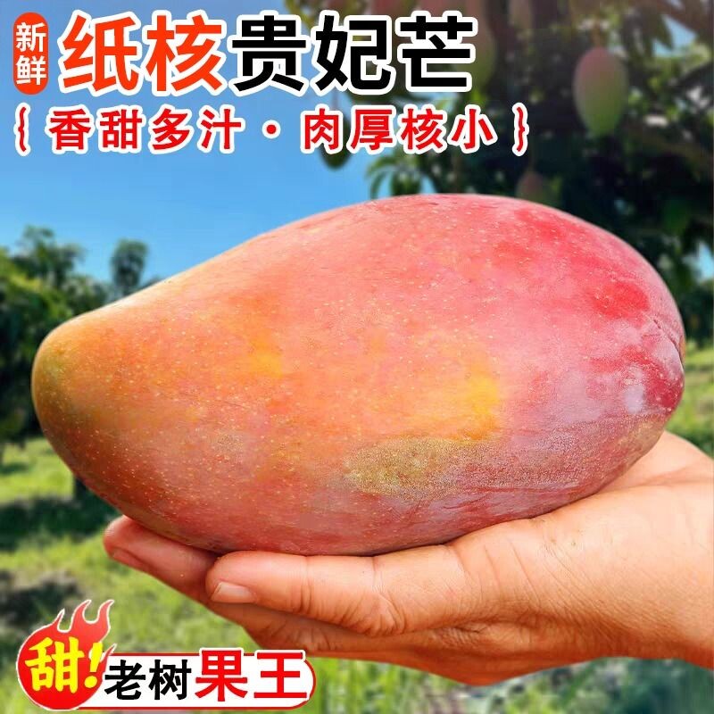 正宗贵妃芒新鲜芒果当季水果树上熟红金龙大果甜心辣椒芒果整箱