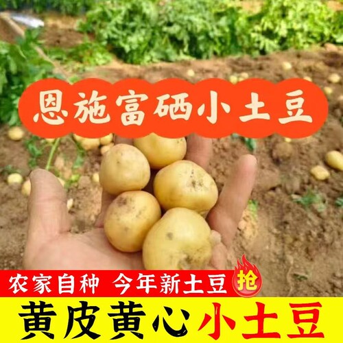 恩施黄心小土豆高山洋芋