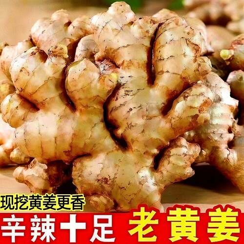 生姜老姜农家小黄姜新鲜现挖高山沙姜当季蔬菜5斤厨房3斤老黄姜