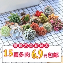 优选多肉植物花卉组合盆栽送盆送土室内外绿植新手套餐大颗好养活