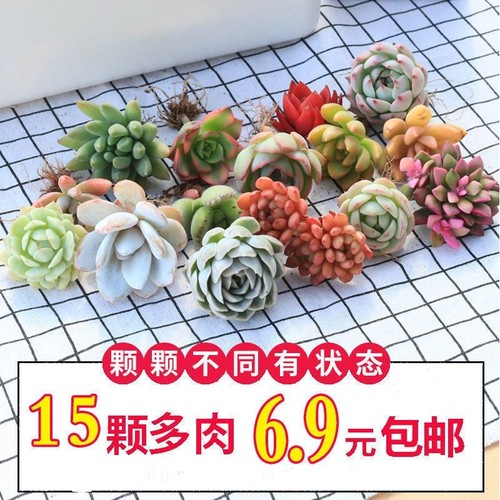 优选多肉植物花卉组合盆栽送盆送土室内外绿植新手套餐大颗好养活