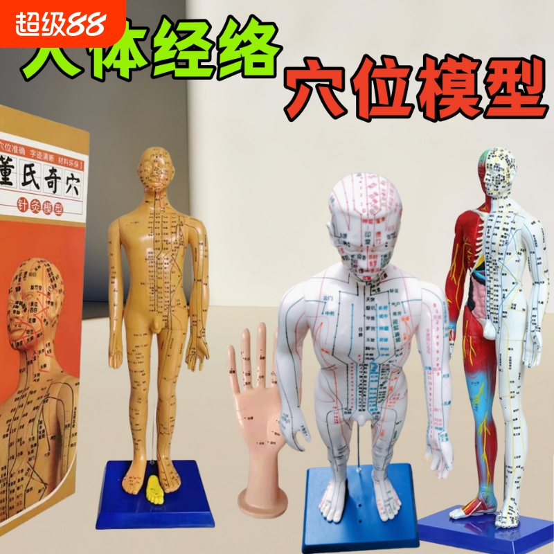 中医针灸穴位人体经络模型全身