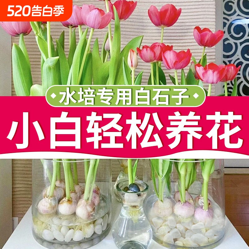 天然防虫水培养花白色石子花盆铺面庭院造景装饰水洗石大颗粒原石