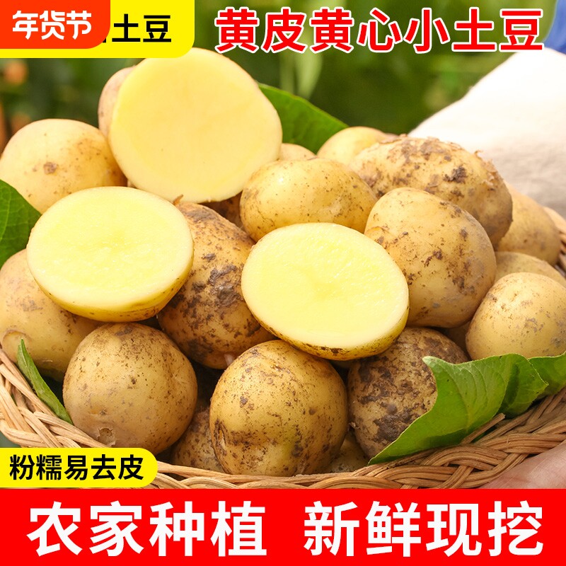 新鲜高山小土豆湖北恩施黄心洋芋时令蔬菜老品种本土应当季马铃薯
