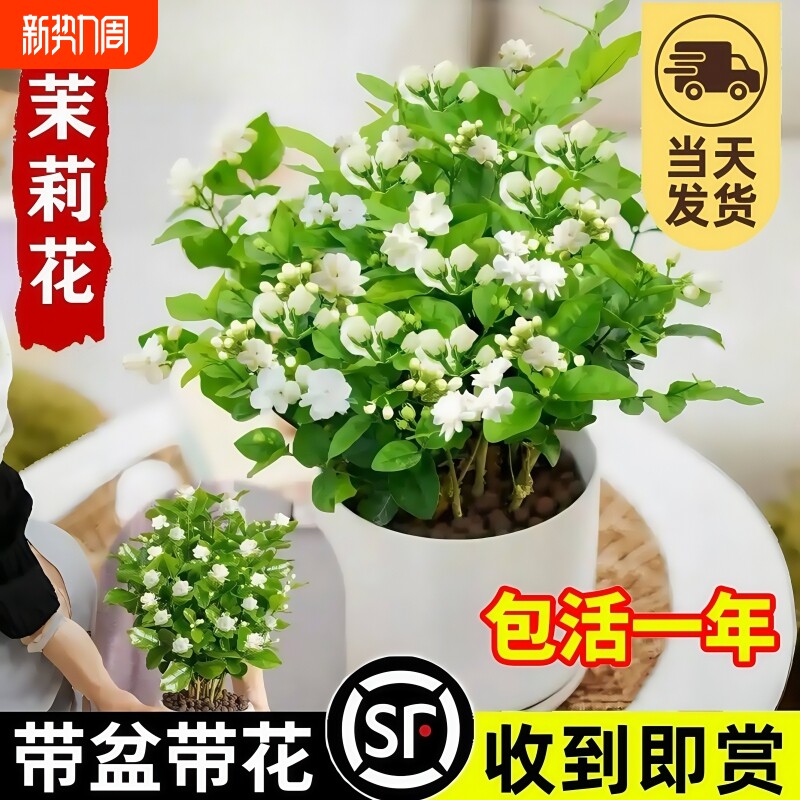 茉莉花苗盆栽带花苞九里香老桩驱蚊水培栀子花卉绿植物室内四季开