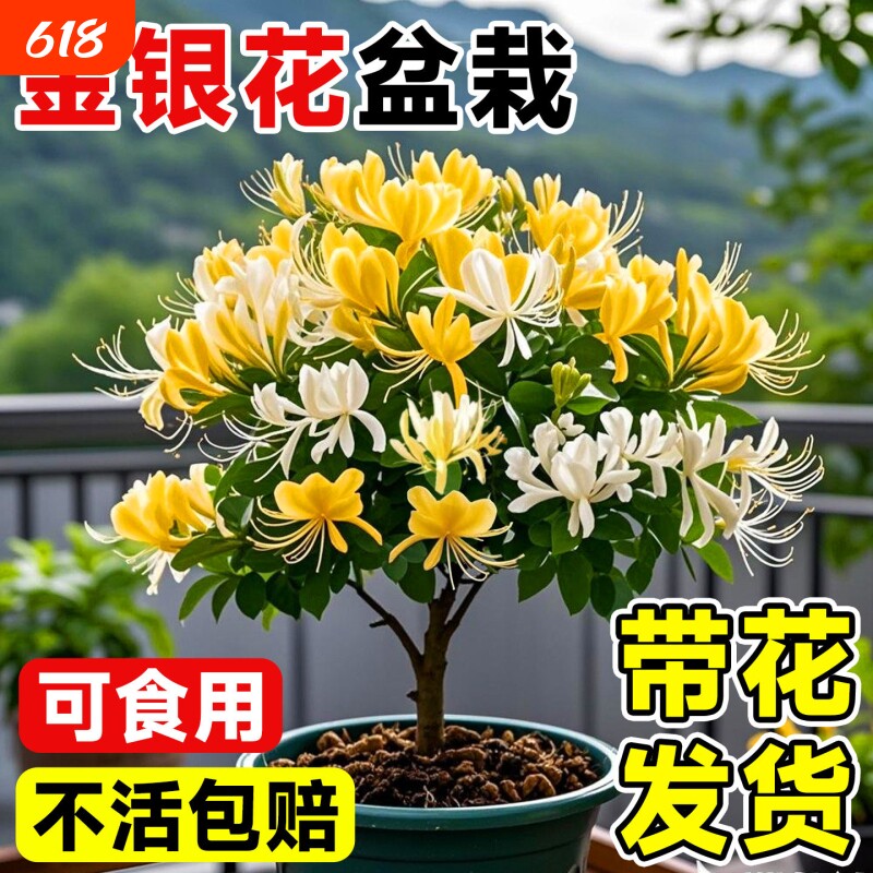 金银花树苗可食用花苞盆栽绿植泡茶菊花阳台庭院爬藤植物老桩