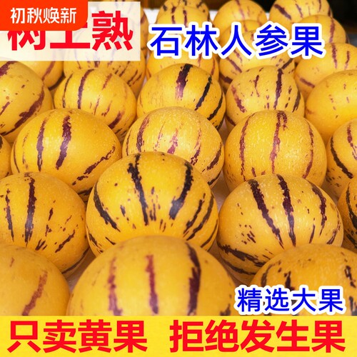 云南石林人参果树上熟清甜多汁
