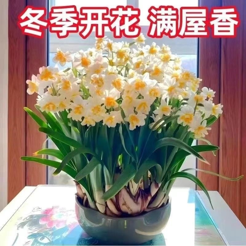 【冬季水培】水仙花水培四季开花盆栽耐寒植物室内易养活花卉绿植