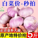 产地价山东紫皮大蒜头干蒜农家自种火锅蔬菜红皮大蒜新鲜种植自提