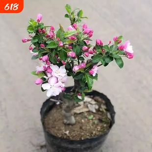 垂丝海棠花苗盆栽地栽木本花卉春季夏季开花老桩带花苞天女西府