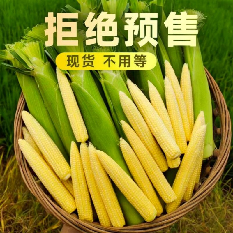 广西玉米芯玉米笋新鲜带皮迷你嫩玉米棒子现摘食用当季蔬菜时令图片
