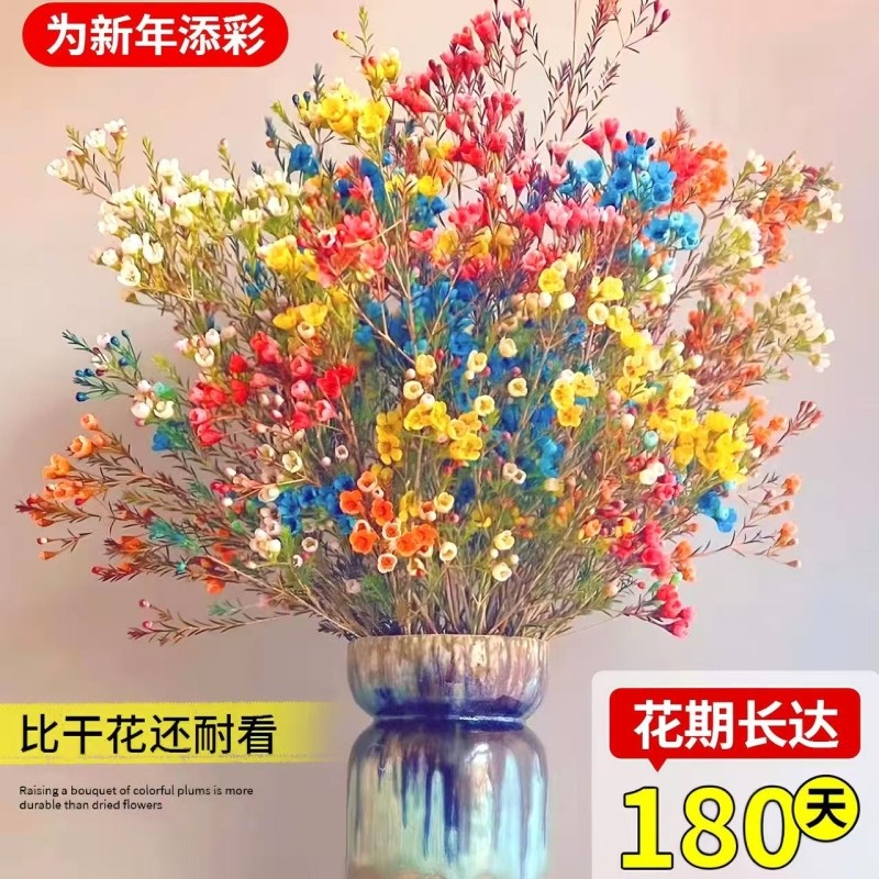 澳洲腊梅鲜花鲜切花束客厅水养干花插花云南基地客厅摆件年宵真花