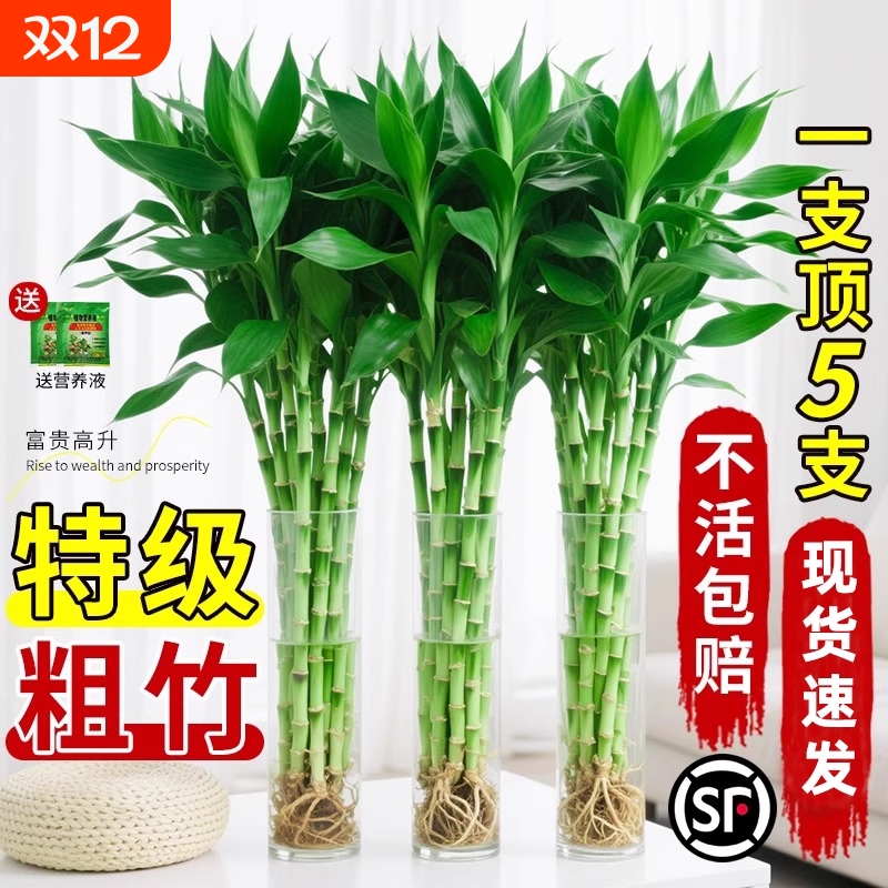 水培绿植富贵竹水养盆栽室内带根好养客厅卧室招财植物办公室花卉