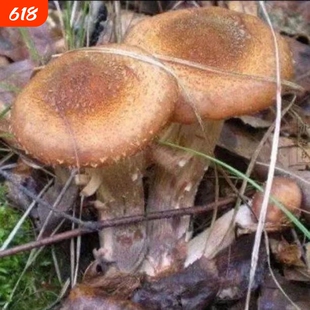 野生榛蘑菌种包菌种家庭简单种植盆栽菌种家种蘑菇家庭室内种植
