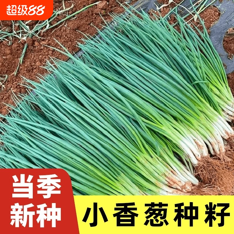 四季小香葱种子红葱种籽盆栽葱头种阳台庭院种植火分葱蔬菜种孑