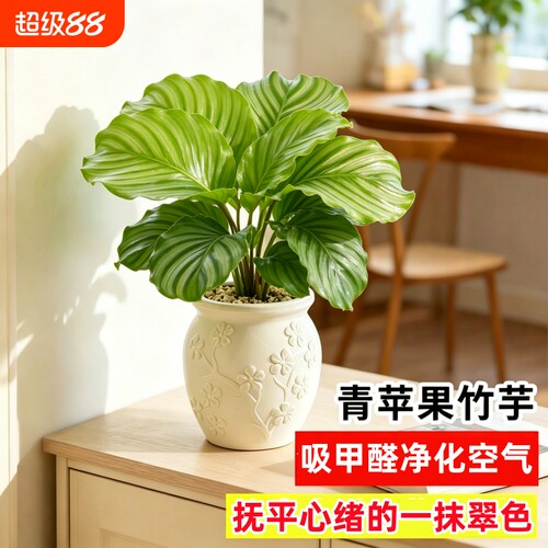 青苹果竹芋盆栽绿植花卉吸除甲醛
