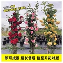 爬藤绿植物阳台四季 1米6特大蔷薇花苗藤本月季 开花卉盆栽玫瑰小苗