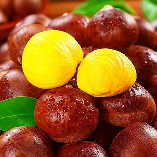 2025年丹东板栗新鲜生栗子5斤大果糖炒毛板栗仁油锥栗整箱包邮