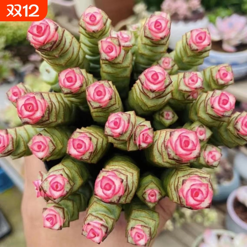 招财多肉植物彩色钱串盆栽办公室内桌面花卉好养活美观带盆带土