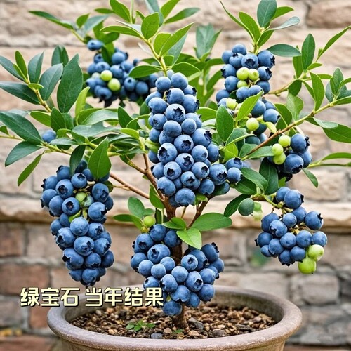 兔眼绿宝石蓝莓树苗|千人加购