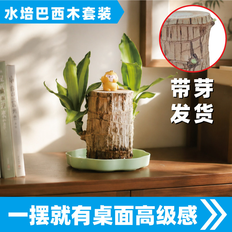 水培巴西木幸运木带芽绿植盆栽无土办公室内摆件桌搭桌面高级感图片
