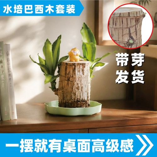 水培巴西木幸运木带芽绿植盆栽无土办公室内摆件桌搭桌面高级感