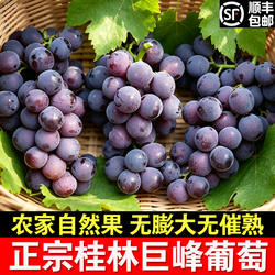 广西桂林兴安正宗巨峰葡萄溶江老树新鲜现摘整箱批发顺丰包邮10斤