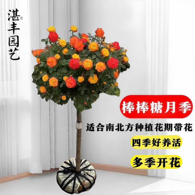 果汁阳台棒棒糖庭院地栽